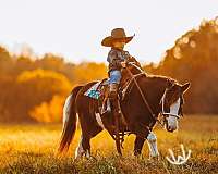 trail-pony