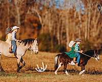 western-riding-pony