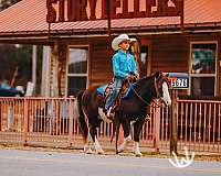working-cattle-pony