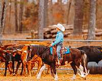 pinto-pony-gelding