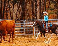 pinto-all-around-pony