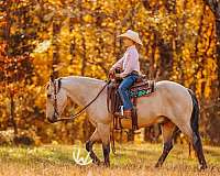 beginner-quarter-pony
