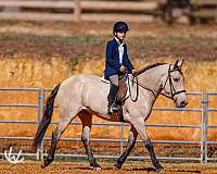 jumping-quarter-pony