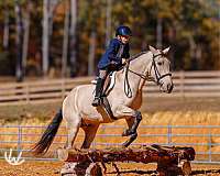 performance-quarter-pony