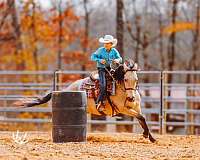 ranch-work-quarter-pony
