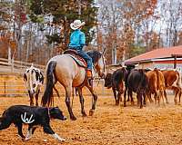 ridden-western-quarter-pony