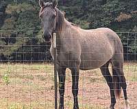 grulla-rocky-mountain-filly