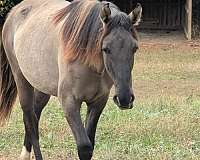 grulla-rmha-filly