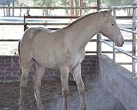 color-tested-andalusian-horse