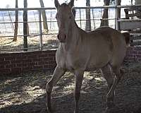 isabelo-andalusian-mare