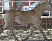 15-hand-isabelo-horse