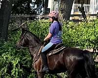 get-mare-pregnant-morgan-horse