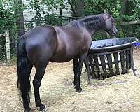 mare-in-foal-morgan-horse