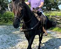 rimlo-black-valiant-morgan-horse