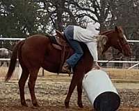 barrel-quarter-horse