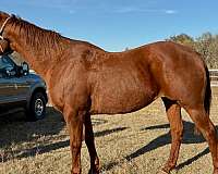all-around-quarter-horse