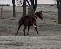 athletic-quarter-horse