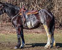 yout-clydesdale-horse