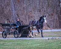 blue-roan-clydesdale-for-sale