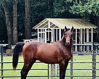 dressage-arabian-horse