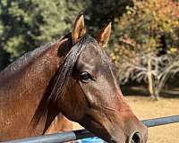 halter-arabian-horse