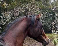 hunt-seat-equitation-arabian-horse