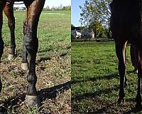 athletic-thoroughbred-horse