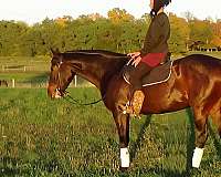 endurance-horse-reliable-trail-horse-mare