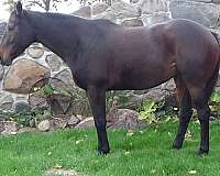 endurance-horse-reliable-trail-horse