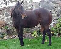 hunter-thoroughbred-horse