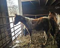 dun-w-blk-points-reined-horse