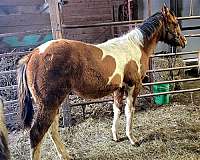 dun-w-blk-points-hunter-jumper-horse
