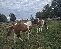 tobiano-horse