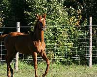 cths-filly