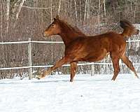 cths-trakehner-filly