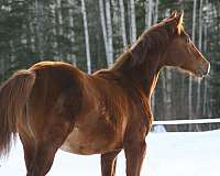 dressage-canadian-trakehner-horse