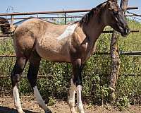 tobiano-horse