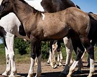 grulla-tobiano-horse