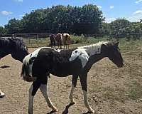 black-hz-tobiano-horse