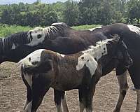 hz-tobiano-horse