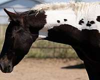 all-around-paint-horse