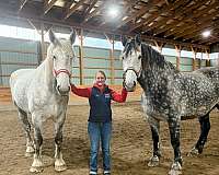 beginner-percheron-horse