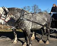 driving-percheron-horse