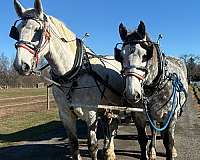 finished-percheron-horse