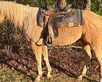 athletic-quarter-horse
