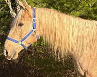 all-around-quarter-horse