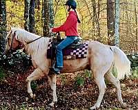barrel-quarter-horse