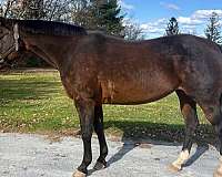 all-around-warmblood-horse