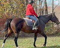 beginner-warmblood-horse