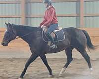 english-pleasure-warmblood-horse